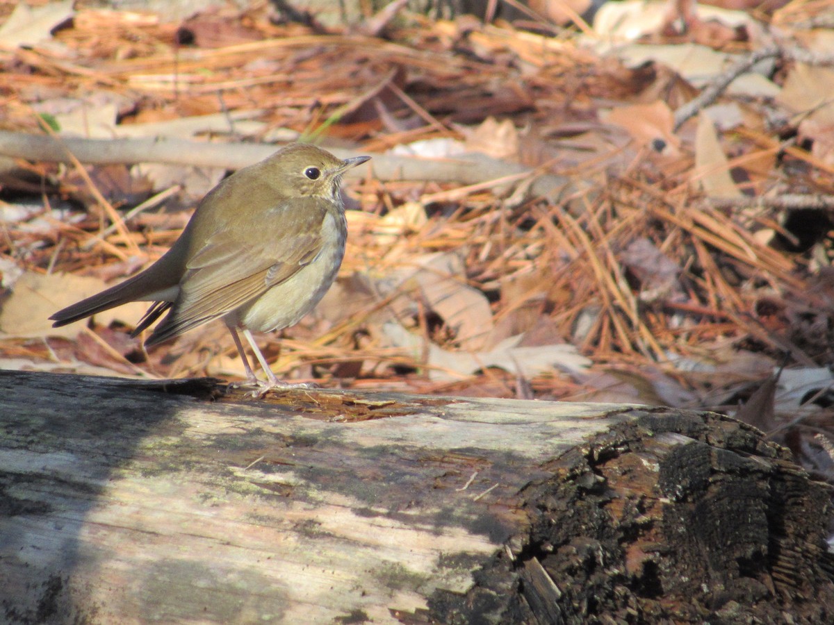 Hermit Thrush - ML197720331