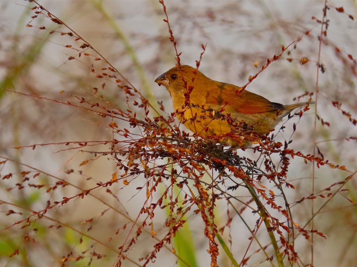 Scaly-breasted Munia - ML197721491