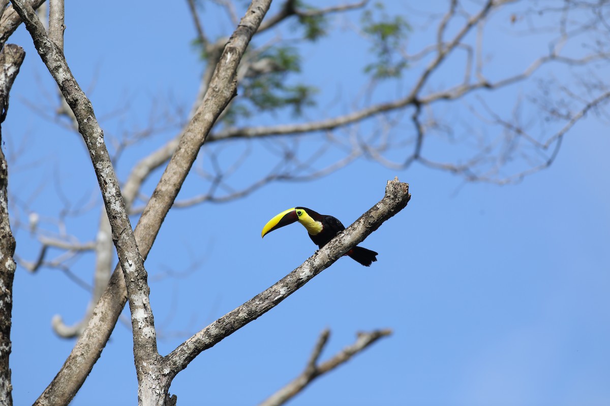 Yellow-throated Toucan - Anupam Khanna