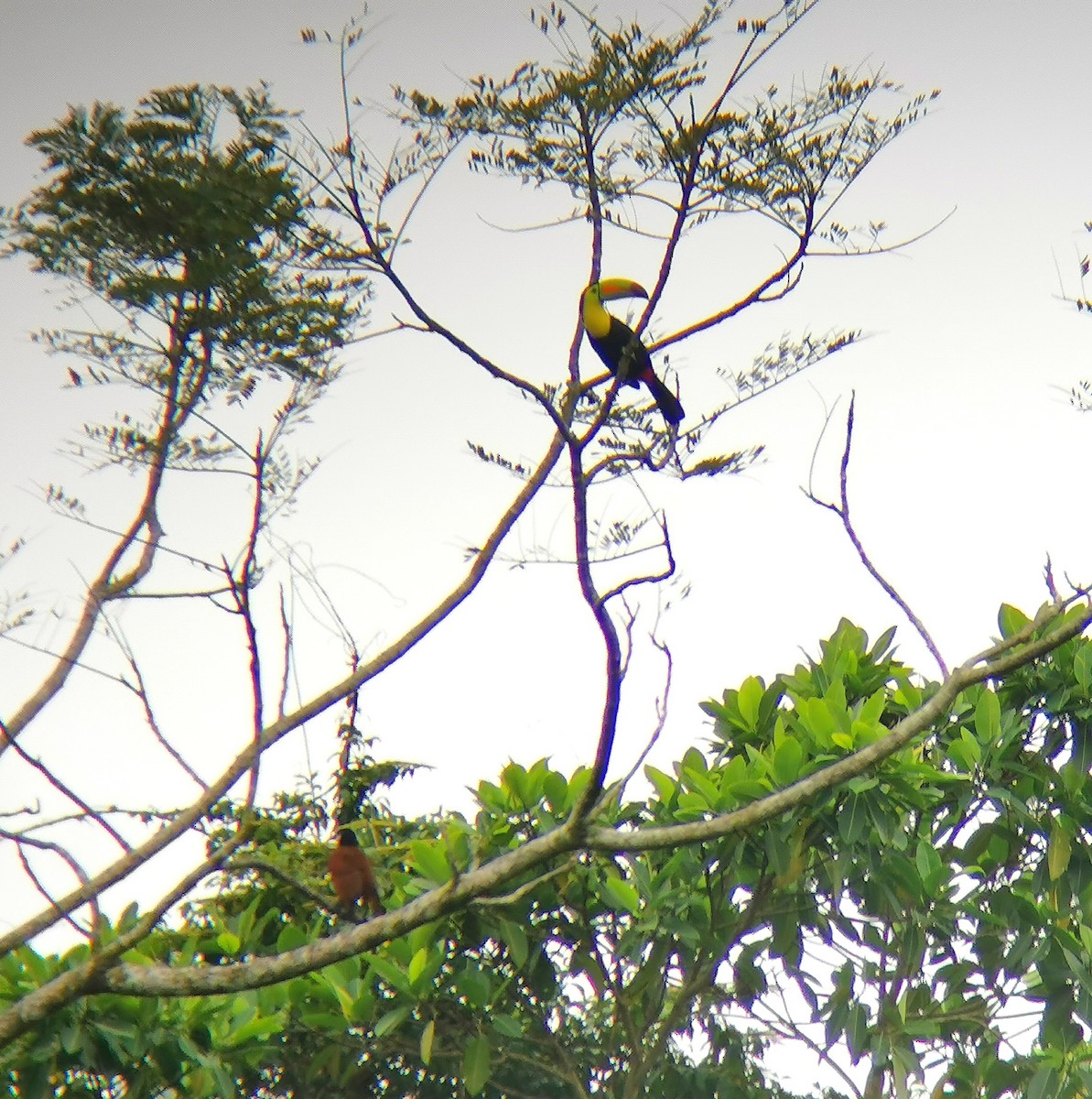 Toucan à carène - ML197722341