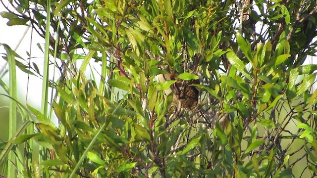 Zapata Wren - ML197722851