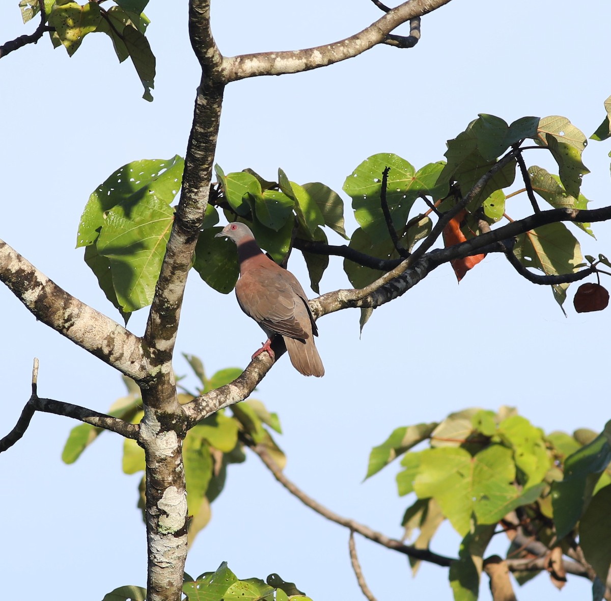 Pale-vented Pigeon - ML197728831