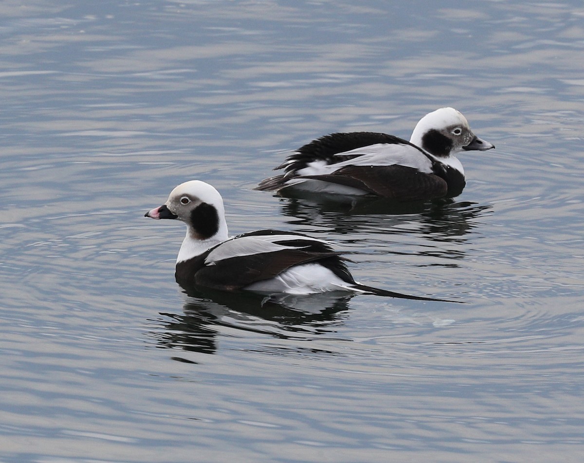 Long-tailed Duck - Henry Zimberlin