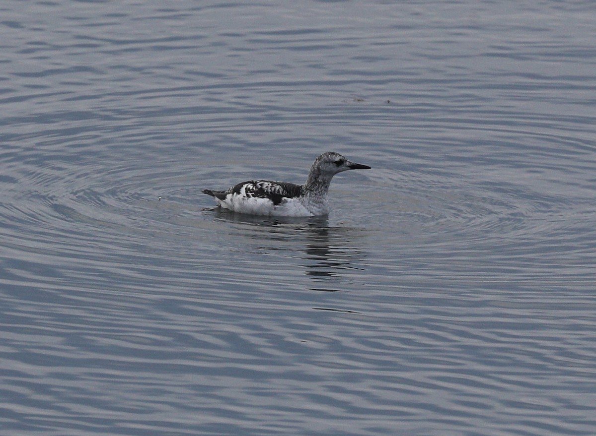 Black Guillemot - ML197730471