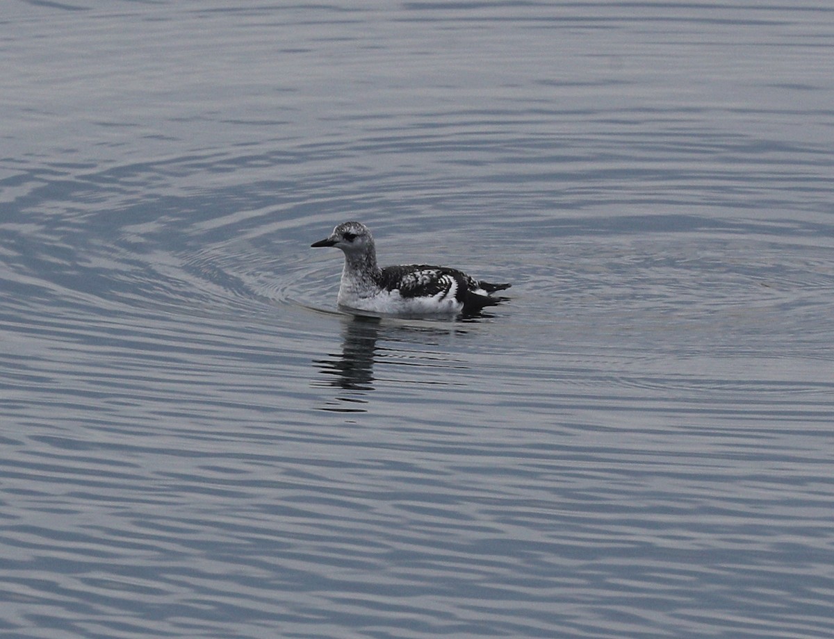 Black Guillemot - ML197730511