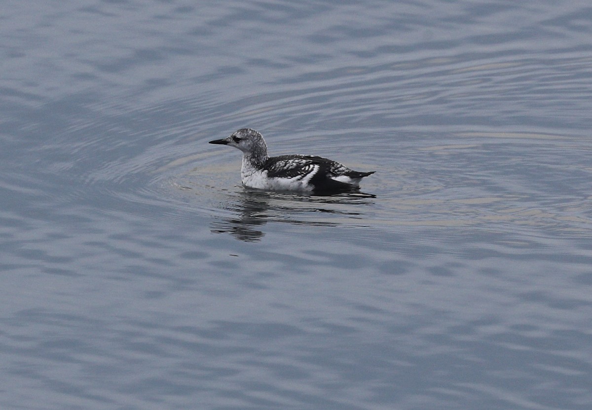 Black Guillemot - ML197730541