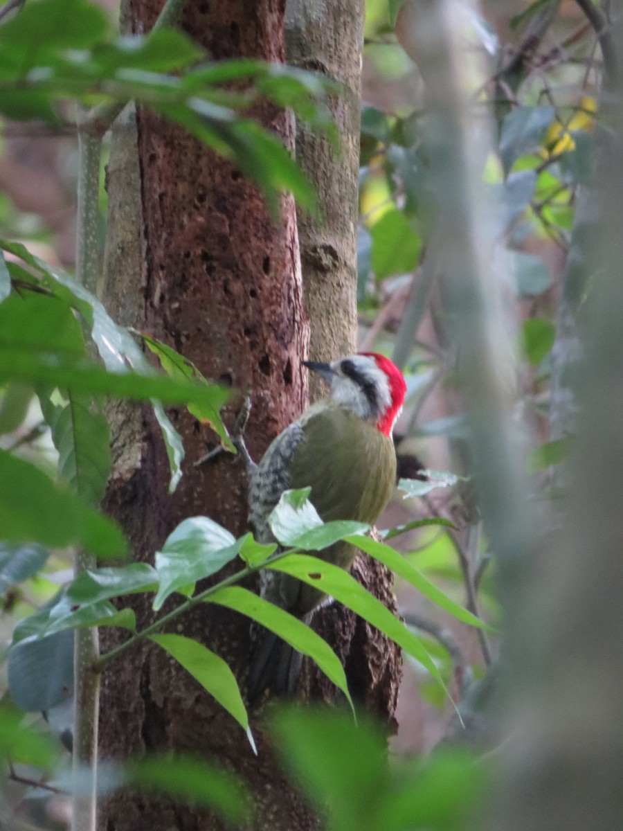 Cuban Green Woodpecker - Billi Krochuk