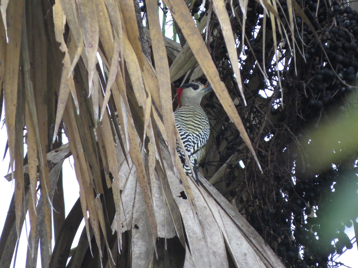 West Indian Woodpecker - ML197731921