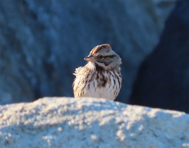 Song Sparrow - ML197733251