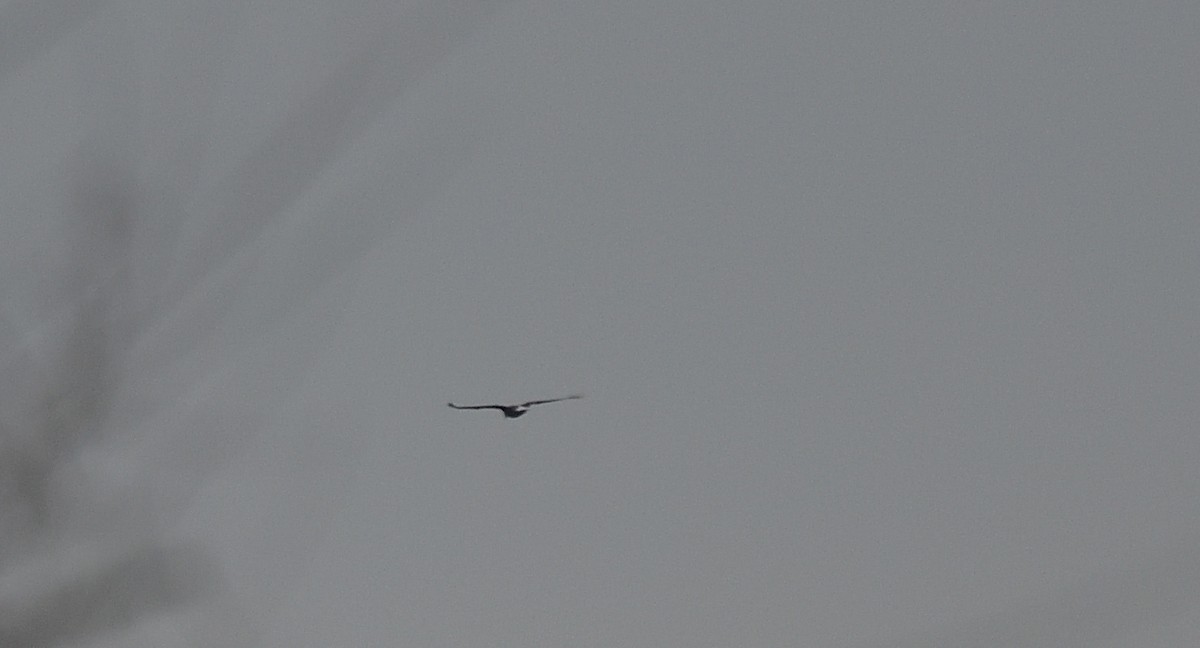 Bald Eagle - ML197733351