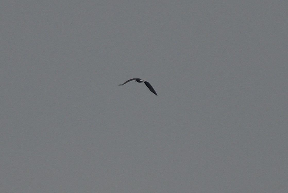 Bald Eagle - ML197733381