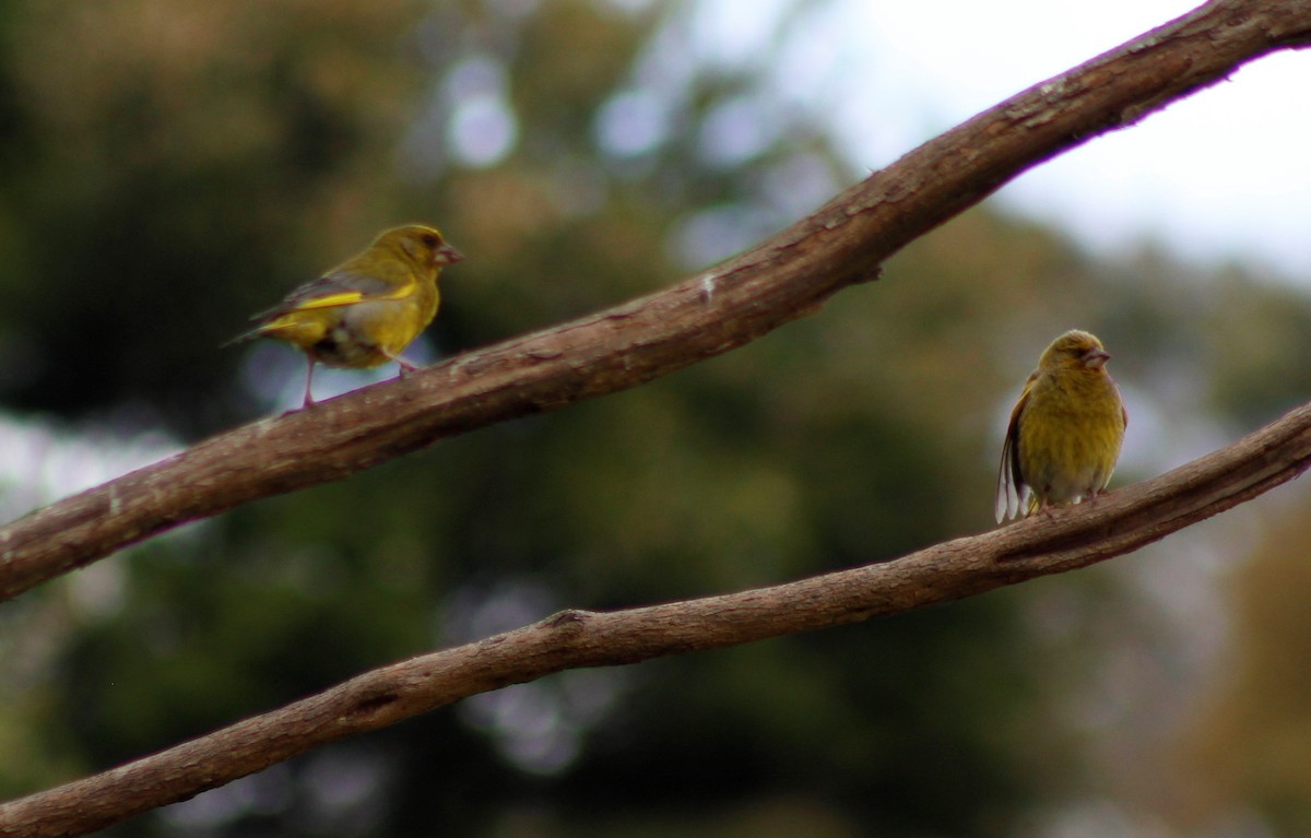 European Greenfinch - ML197734101