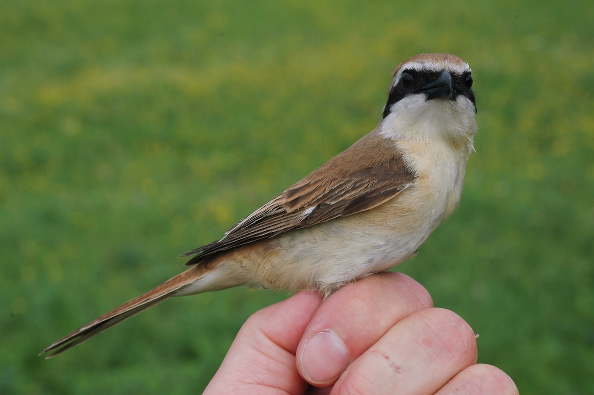 Pie-grièche brune (cristatus/confusus) - ML197734901