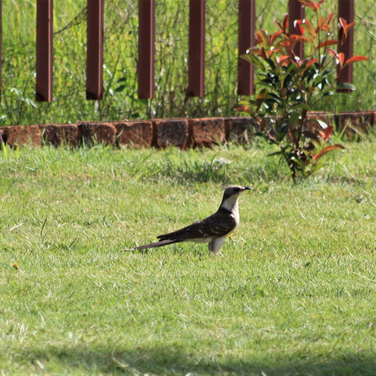 Great Spotted Cuckoo - ML197736271
