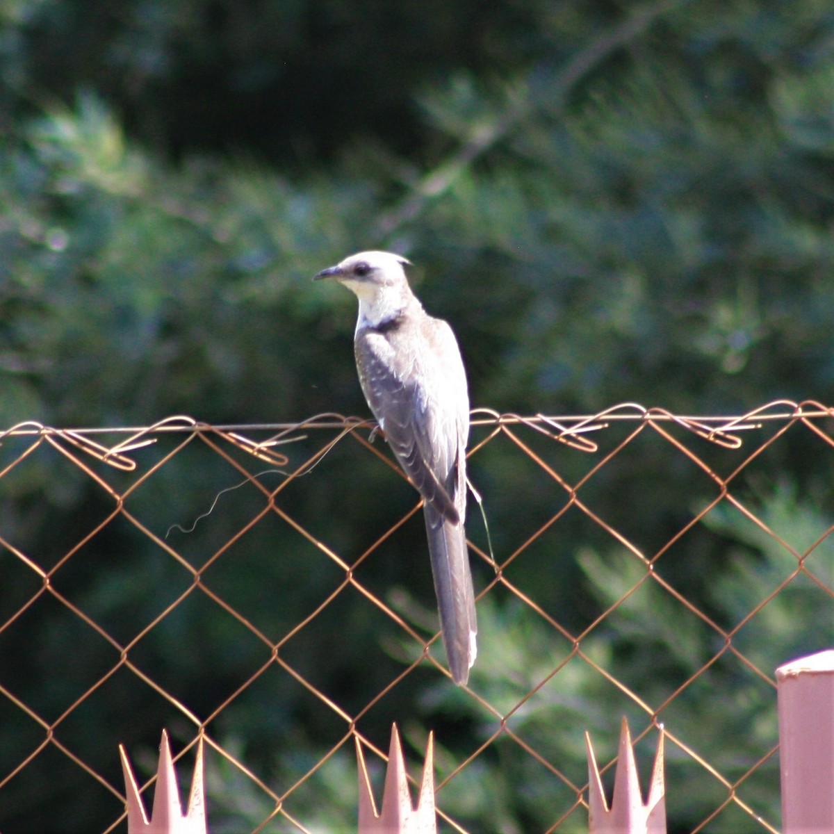 Great Spotted Cuckoo - ML197736321