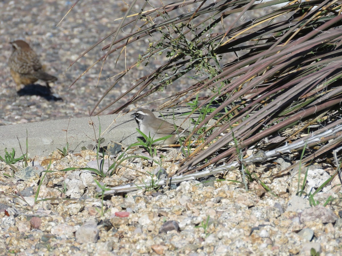 Black-throated Sparrow - ML197738771
