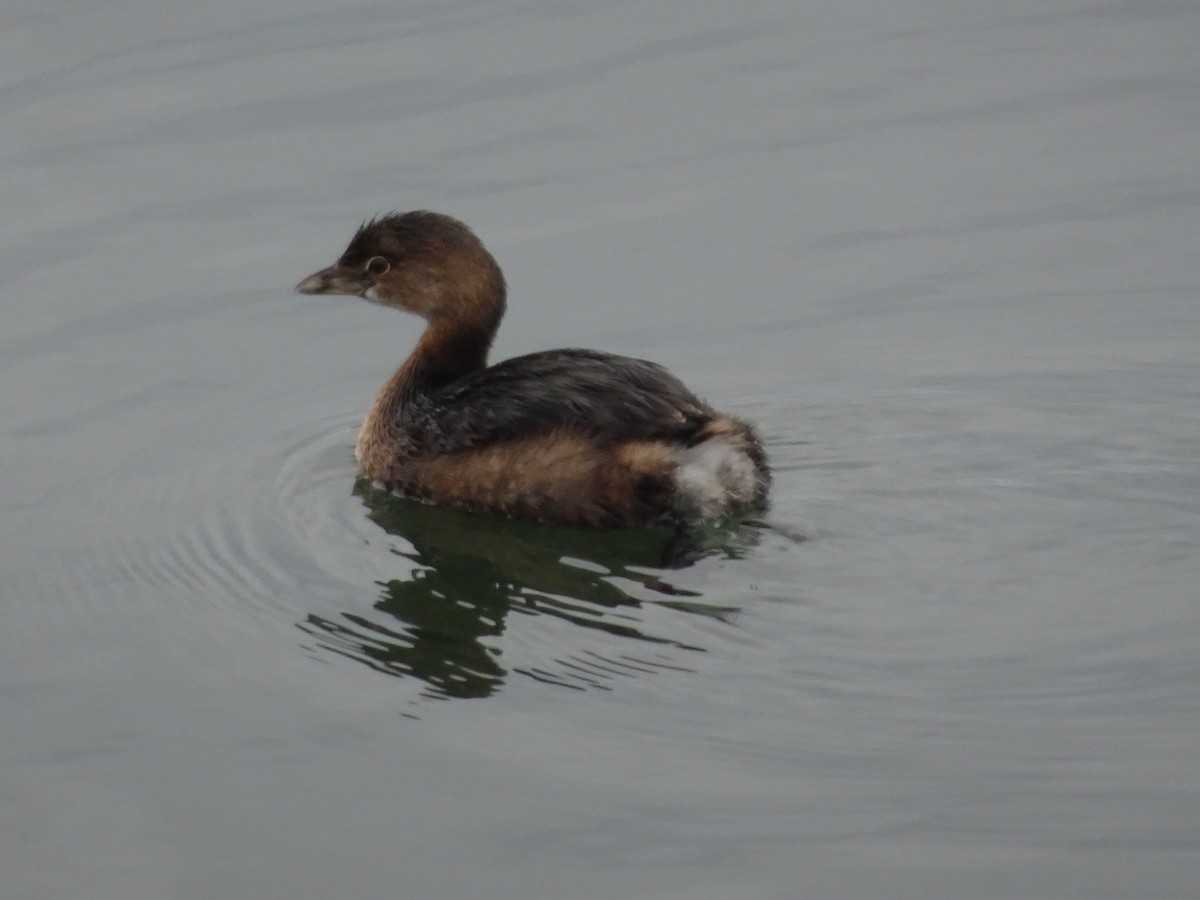 Pied-billed Grebe - Colin Marchant