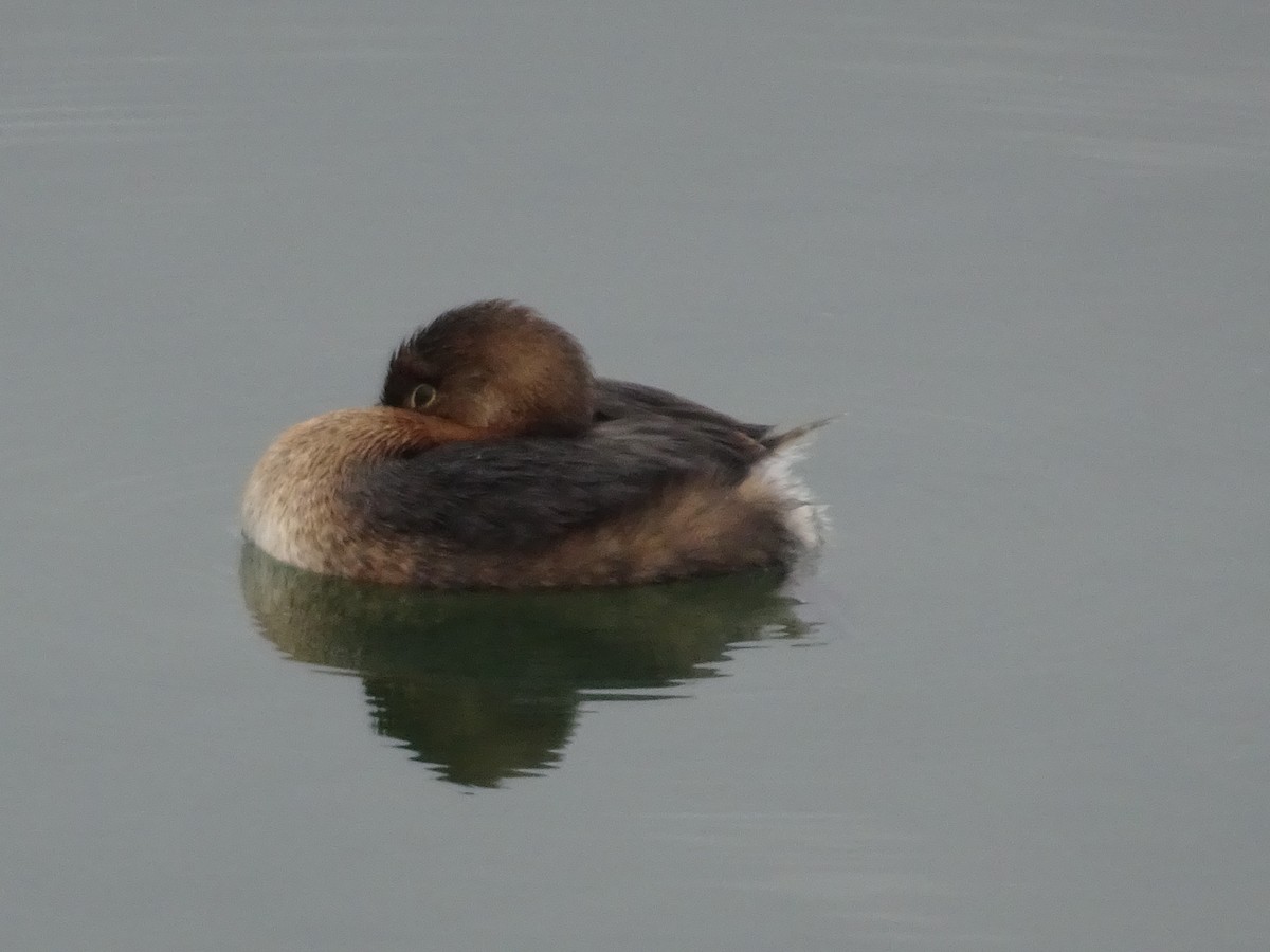 Pied-billed Grebe - Colin Marchant