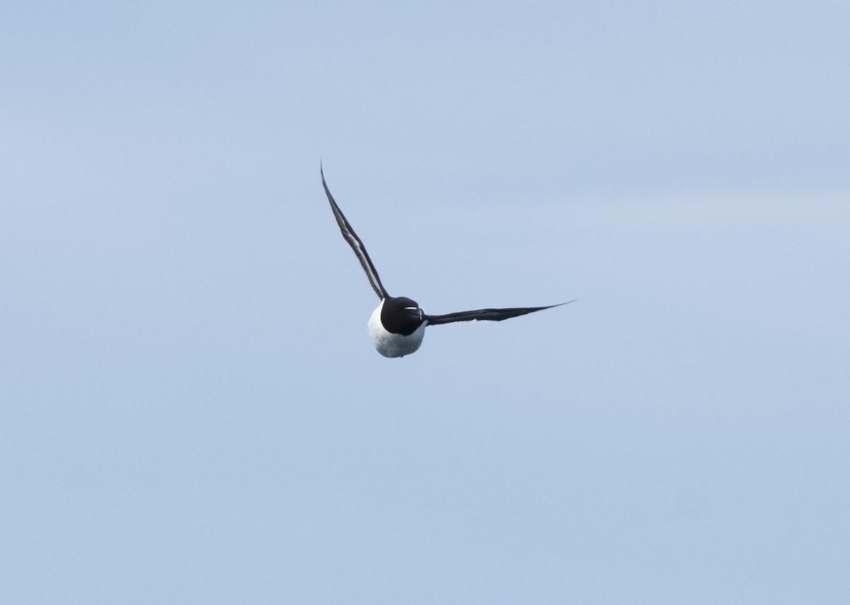 Razorbill - Deborah Dohne