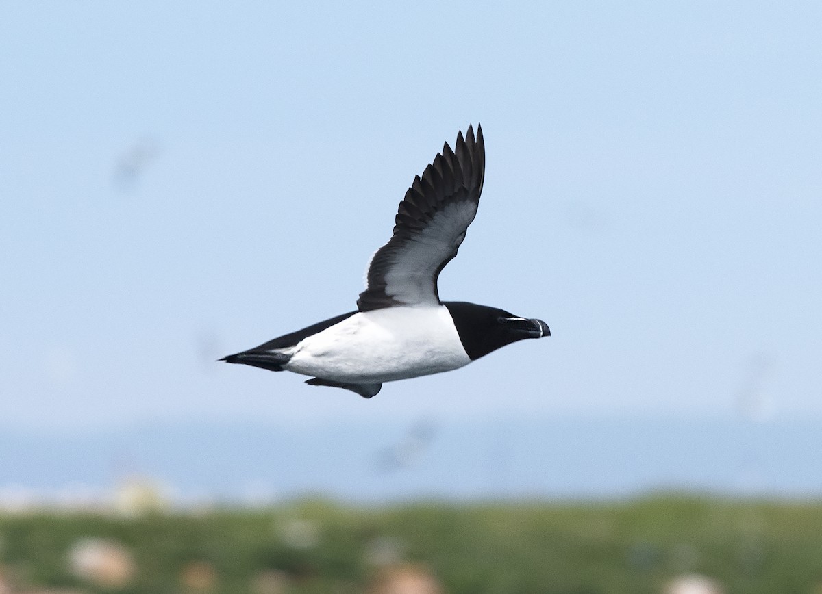 Razorbill - Deborah Dohne