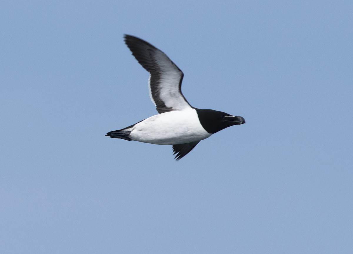 Razorbill - Deborah Dohne