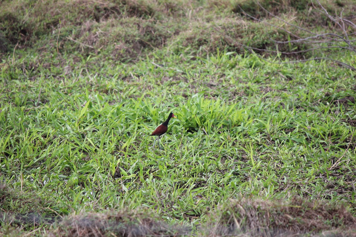 Wattled Jacana - ML197740091