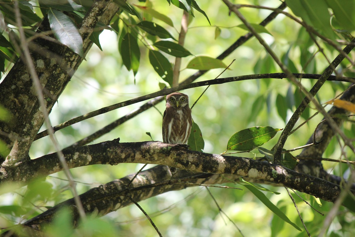 Ferruginous Pygmy-Owl - Scott Wieman
