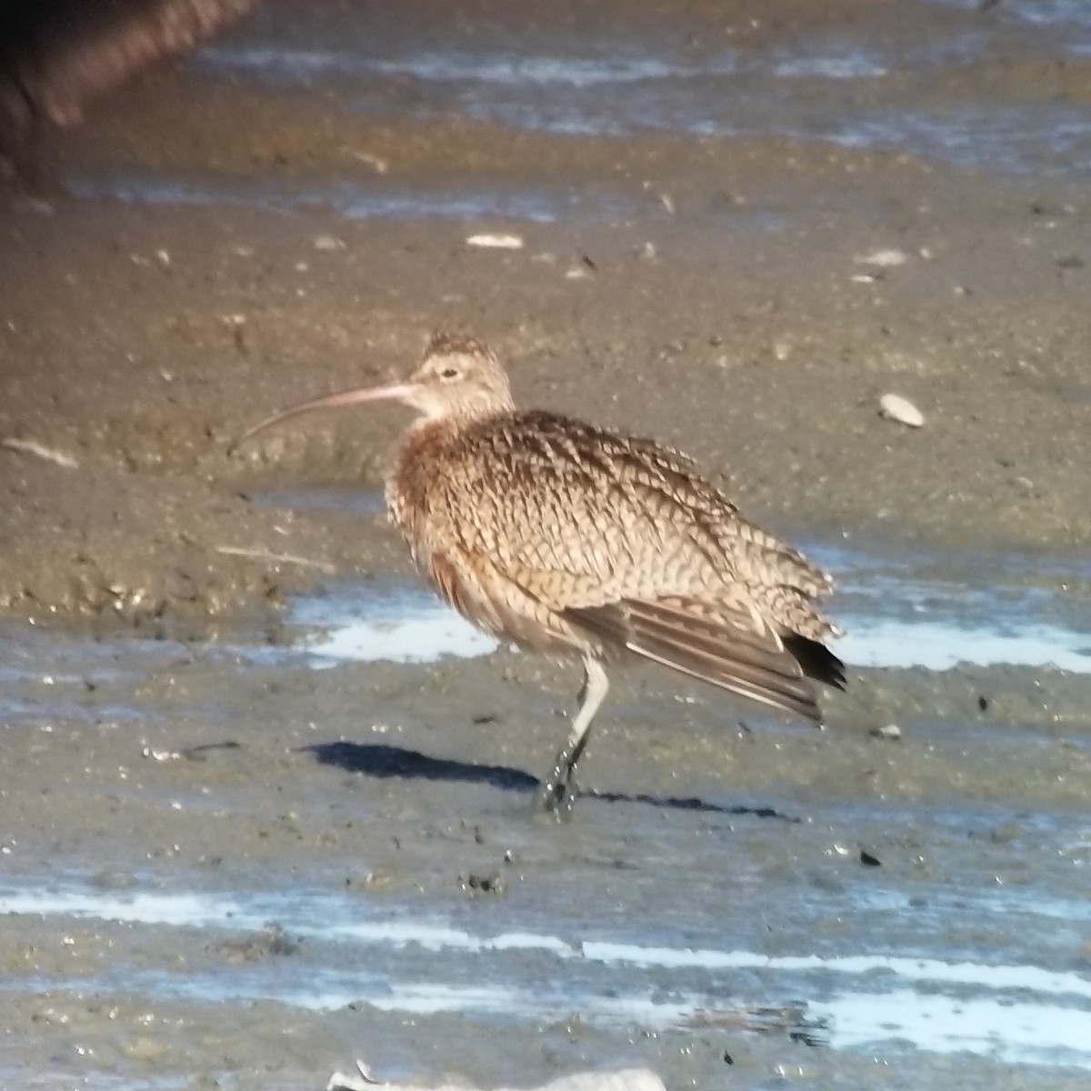 Long-billed Curlew - ML197741941