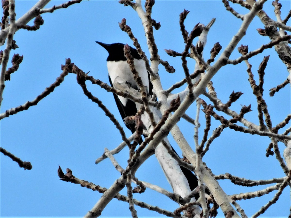 Black-billed Magpie - ML197742271