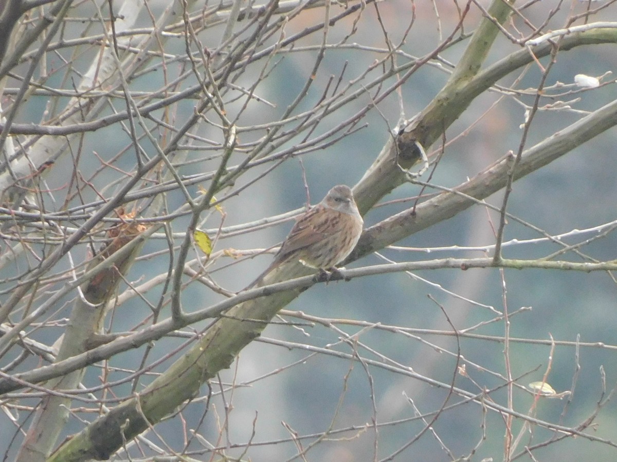 Dunnock - ML197742351