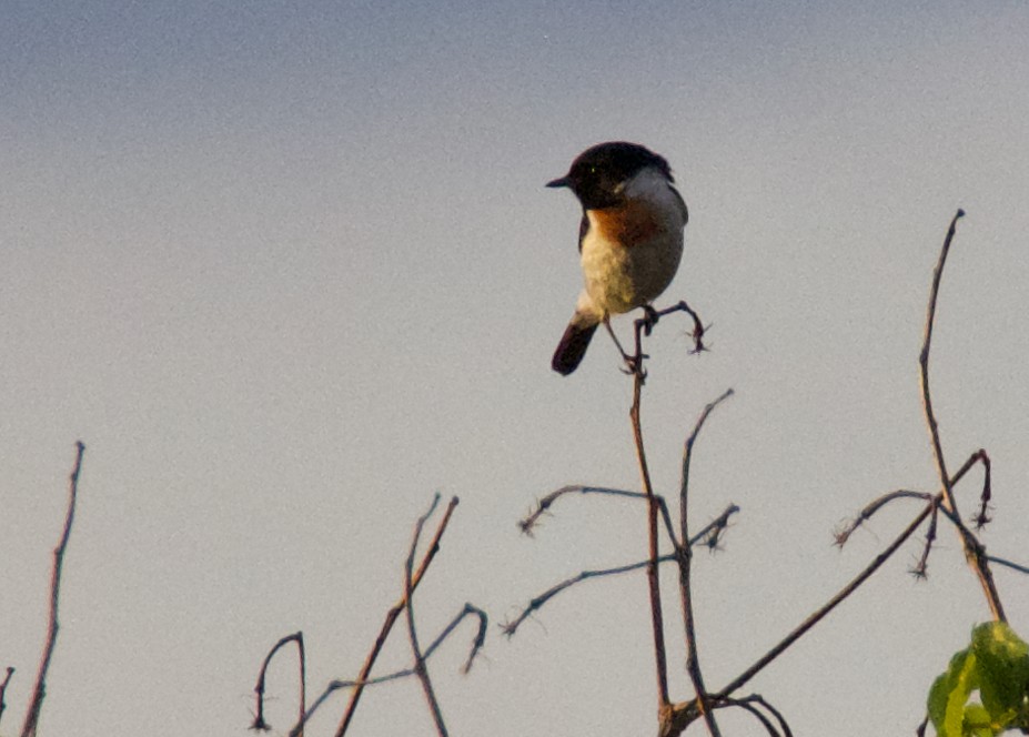 Tarabilla Africana - ML197742731