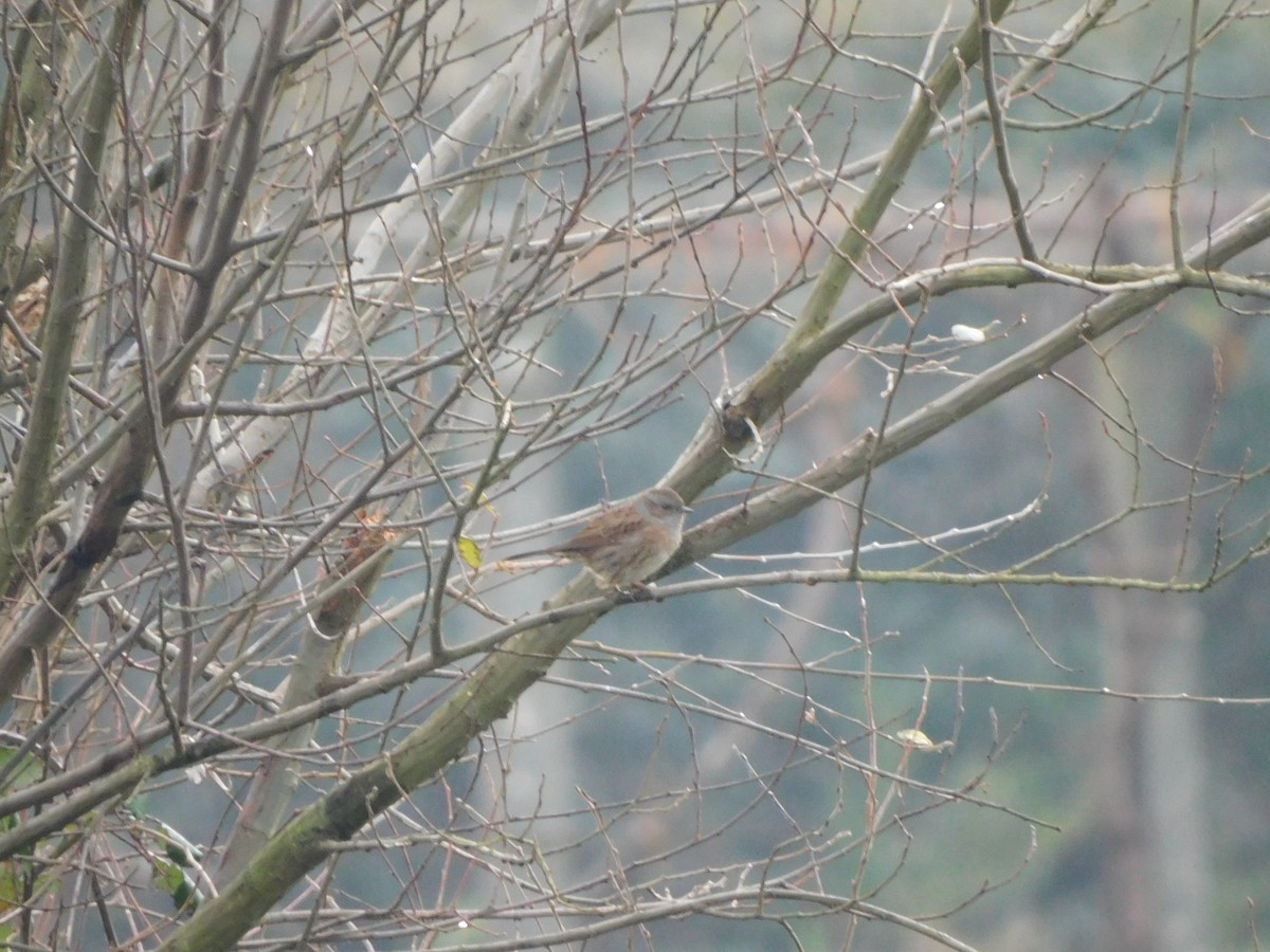 Dunnock - ML197742801
