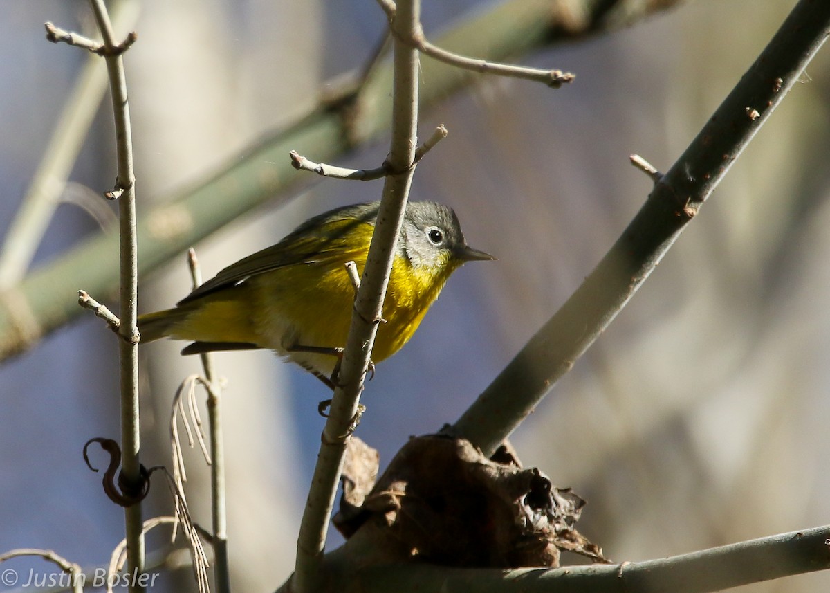 Nashville Warbler - ML197742901