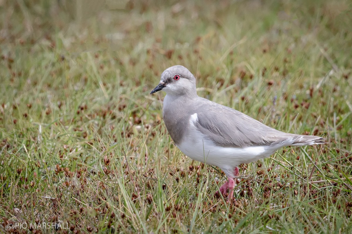 Magellanic Plover - ML197743571