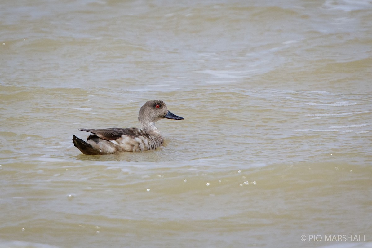 Crested Duck - Pio Marshall