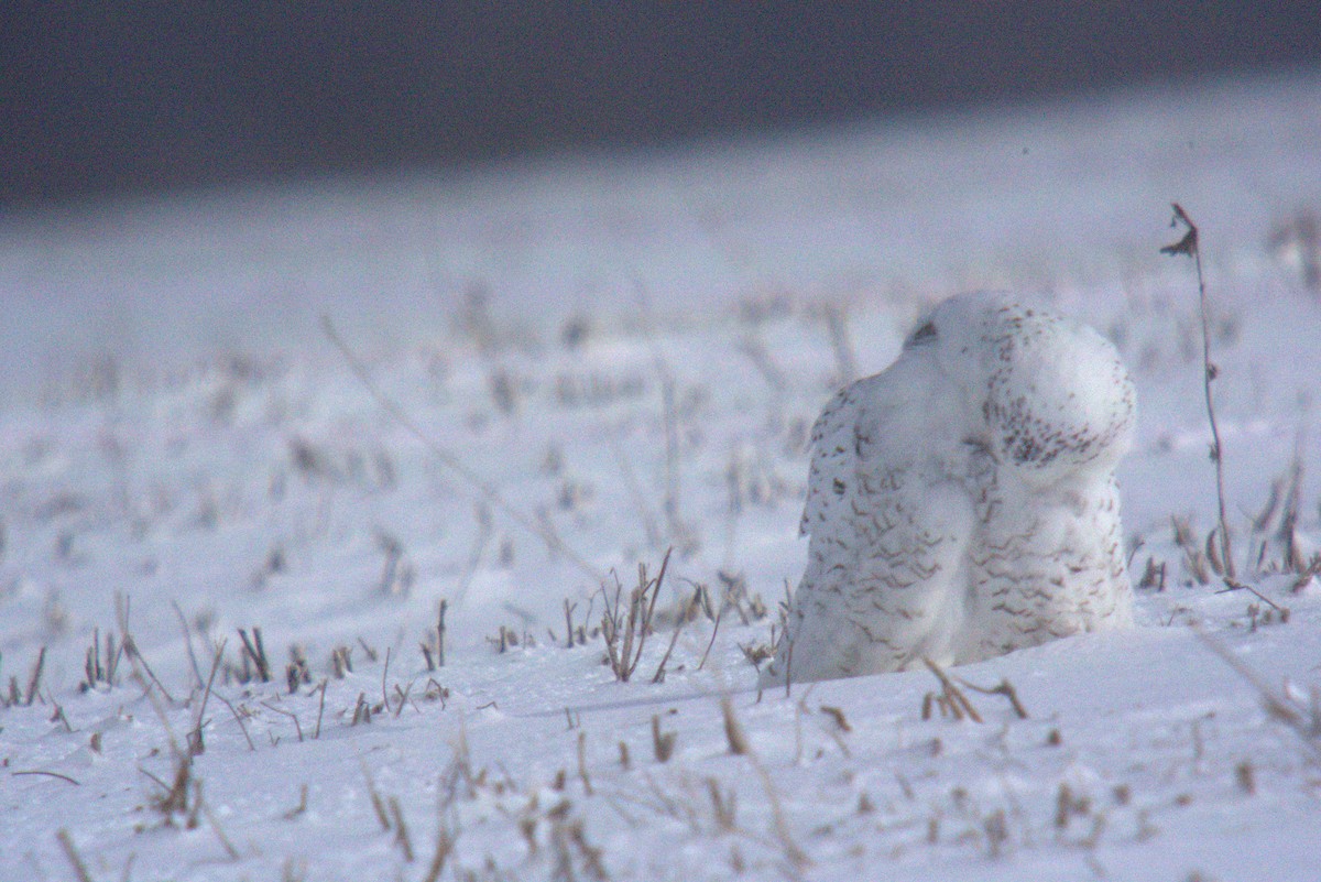 Snowy Owl - ML197743691