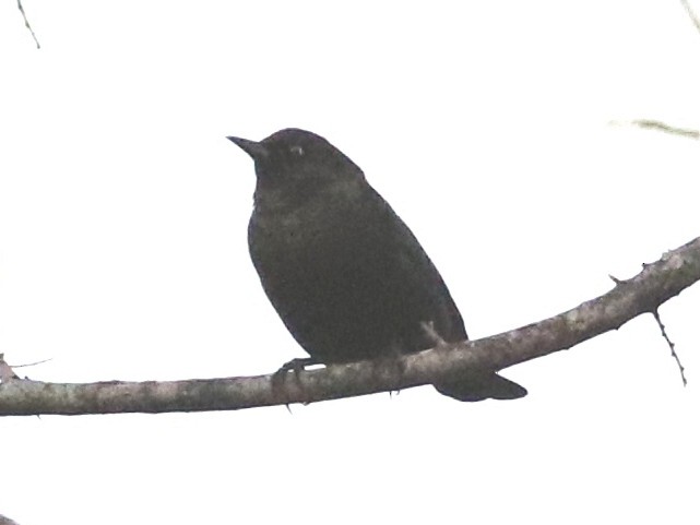 Rusty Blackbird - ML197743791