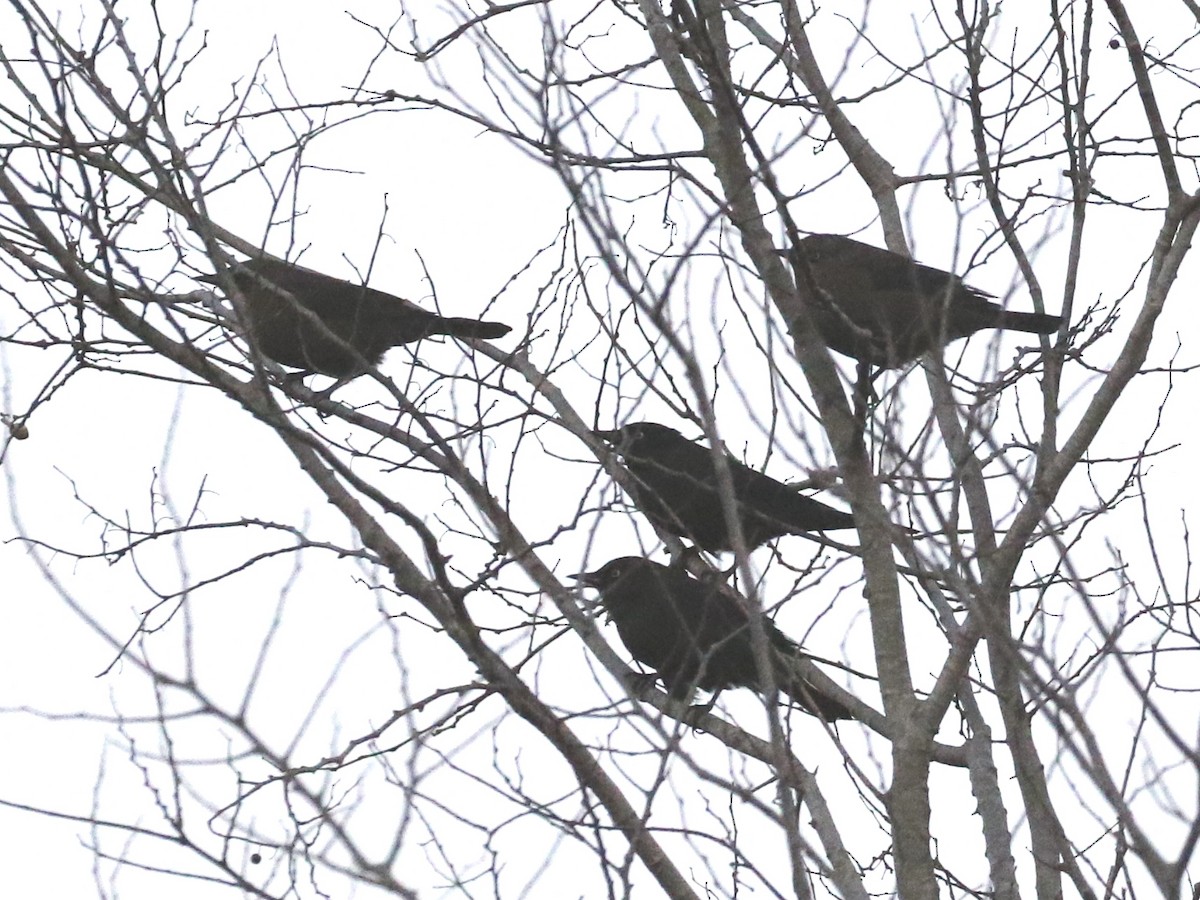 Rusty Blackbird - ML197743821