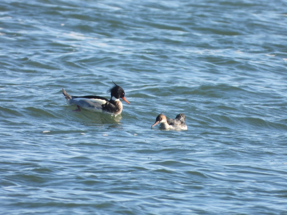 Сэвгэр бохио - ML197744531