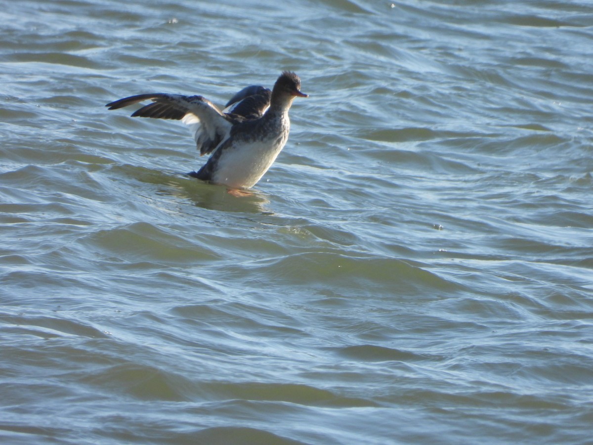 Сэвгэр бохио - ML197744591