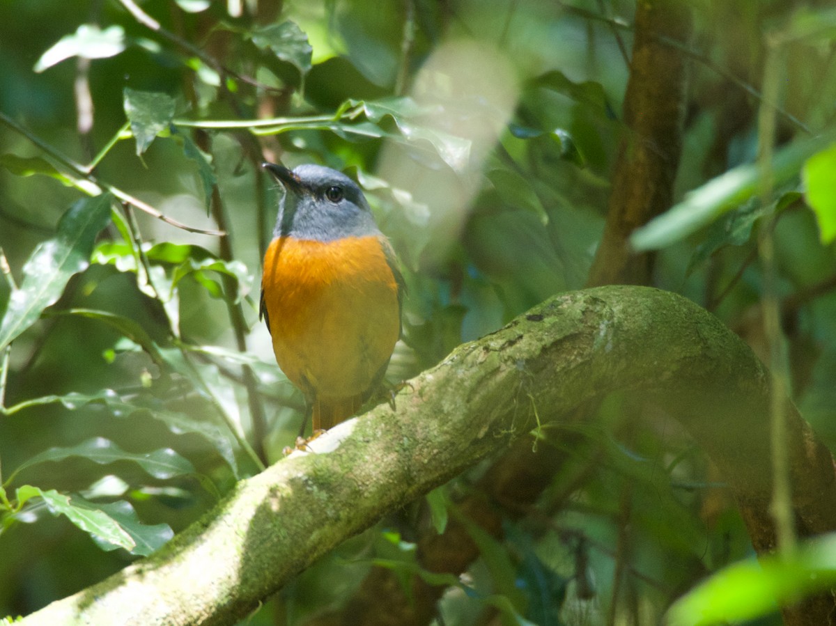 Amber Mountain Rock-Thrush - ML197744751