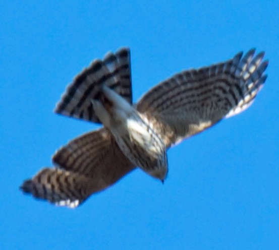 Sharp-shinned Hawk - ML197745861