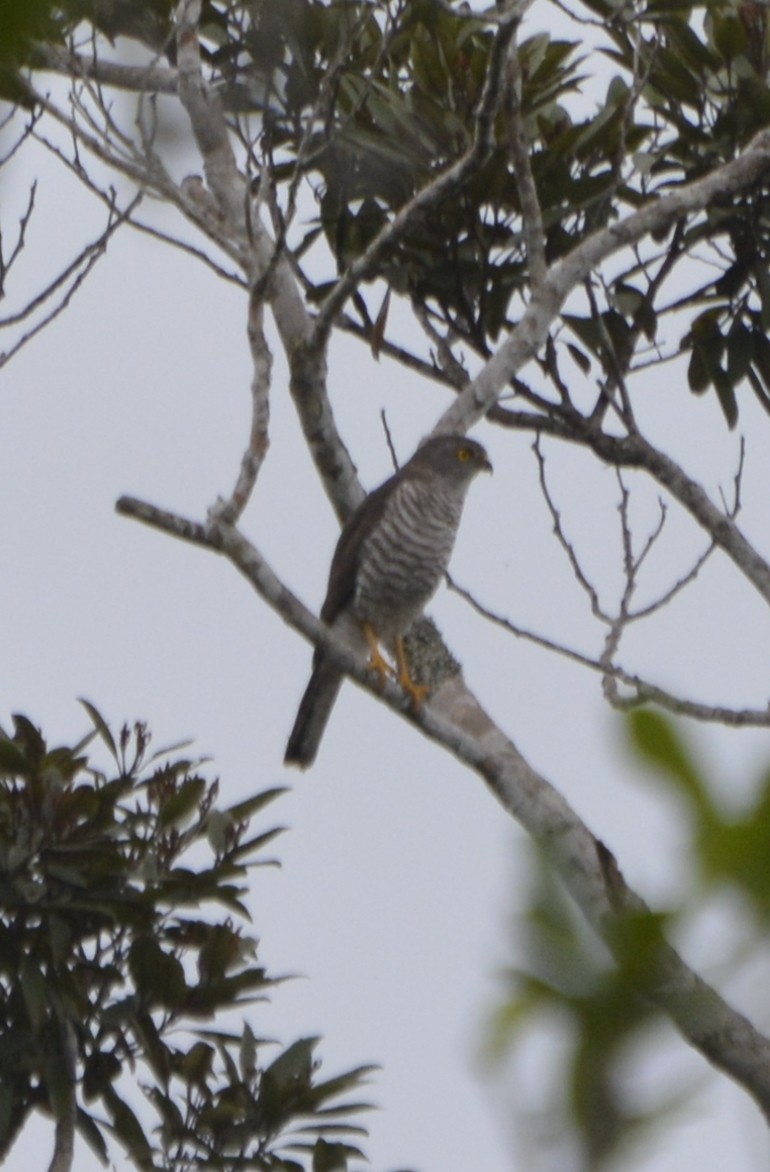 Madagascar Sparrowhawk - ML197751871