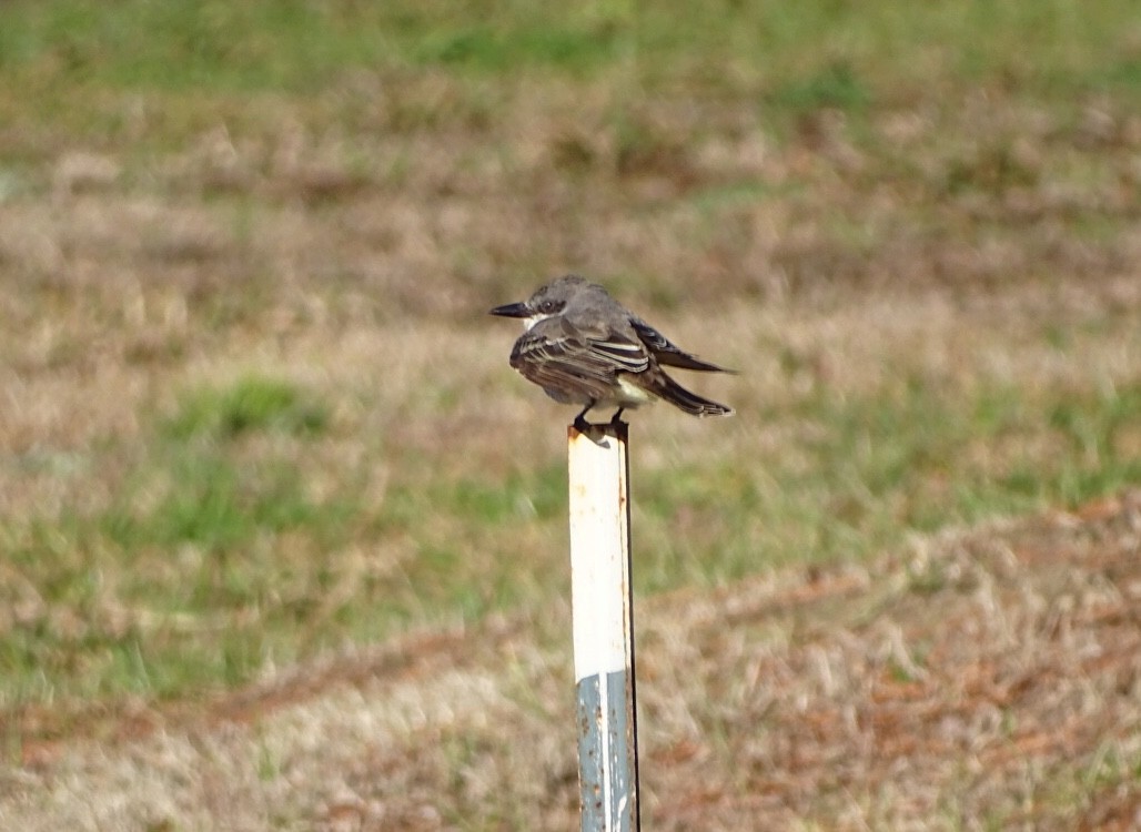 Gray Kingbird - ML197752471