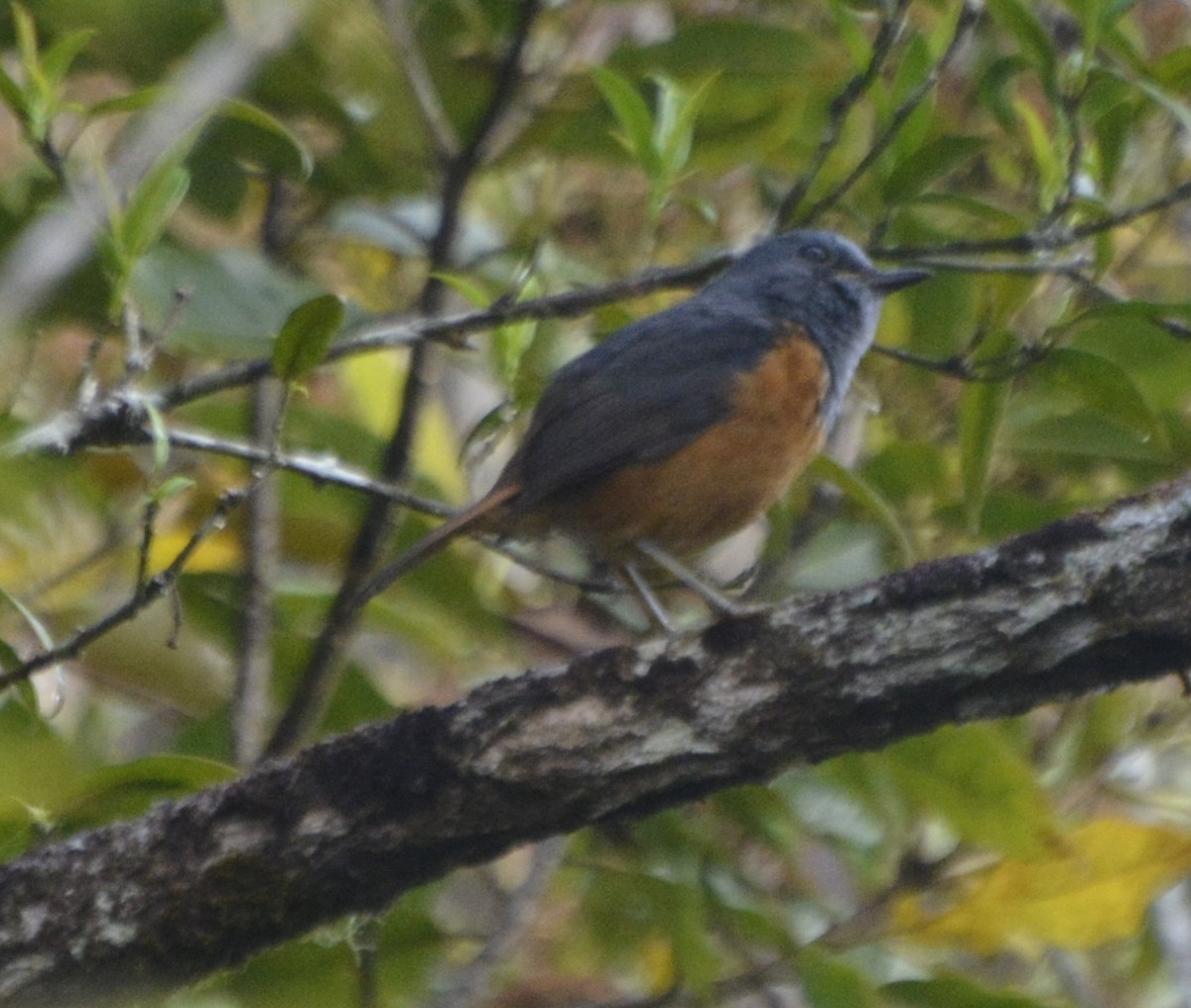 Forest Rock-Thrush (Forest) - ML197752561