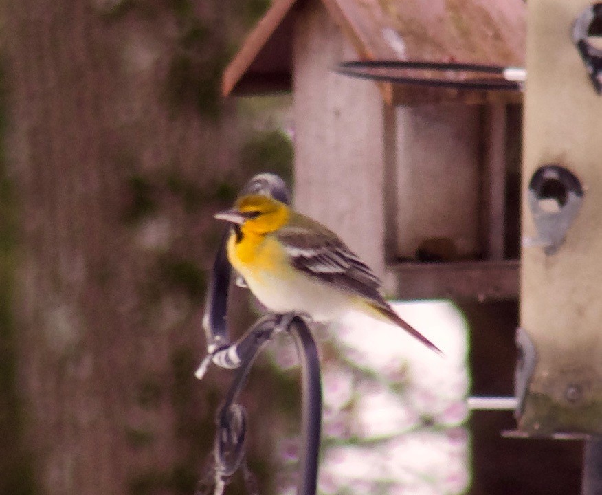 Bullock's Oriole - ML197753291