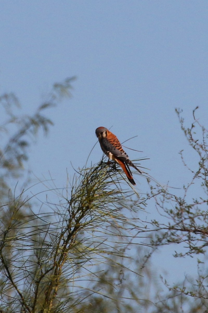 American Kestrel - George Brode