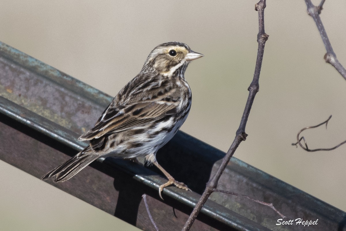 Savannah Sparrow - Scott Heppel