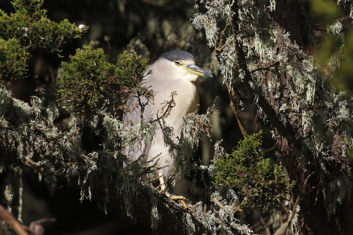 Black-crowned Night Heron - ML197756591