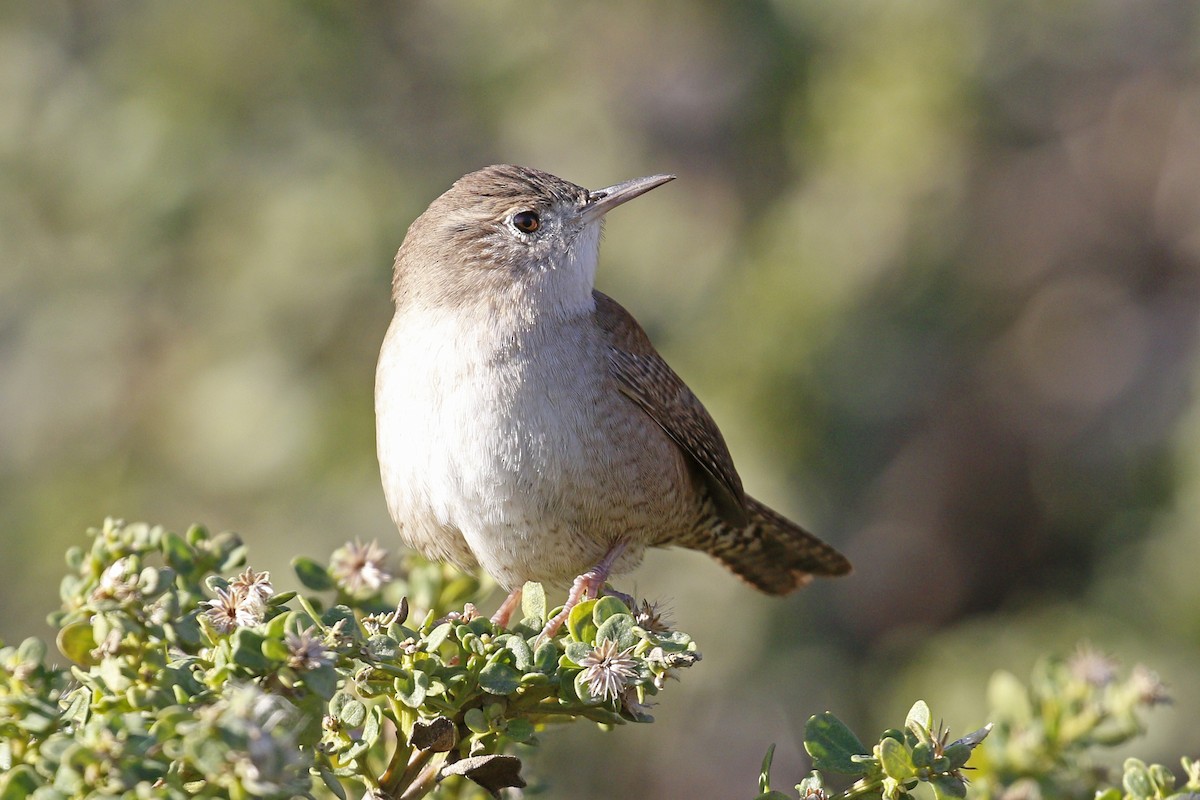 House Wren - Donna Pomeroy